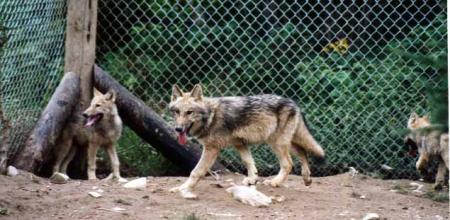 photo loups